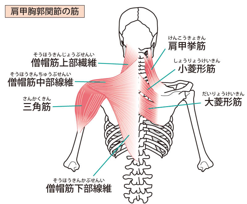 肩甲胸郭関節の筋